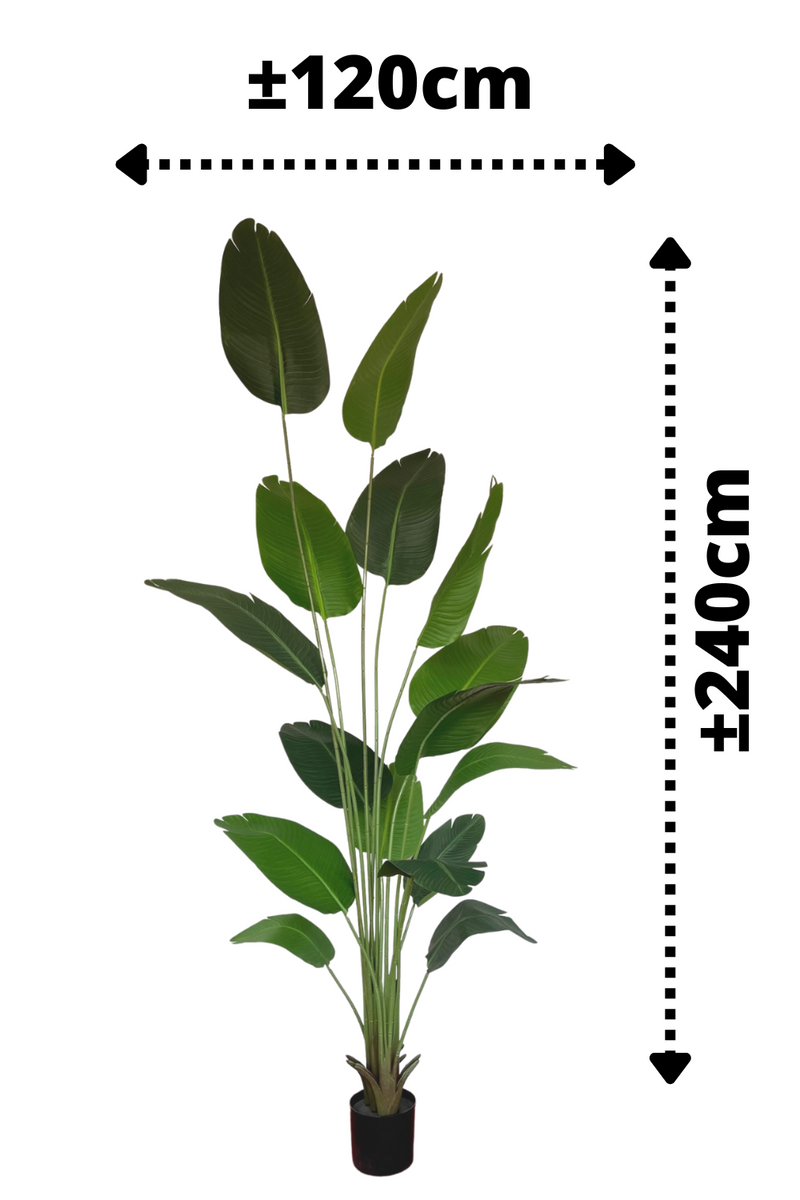 afmetingen Strelitzia Kunstplant 240cm