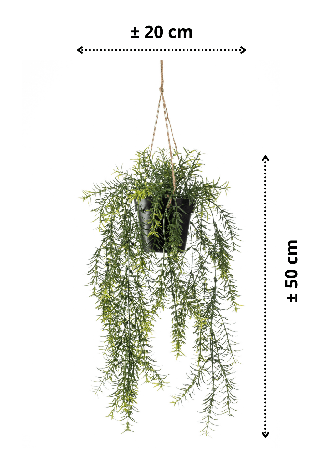 Afmetingen Asparagus kunst hangplant 50cm