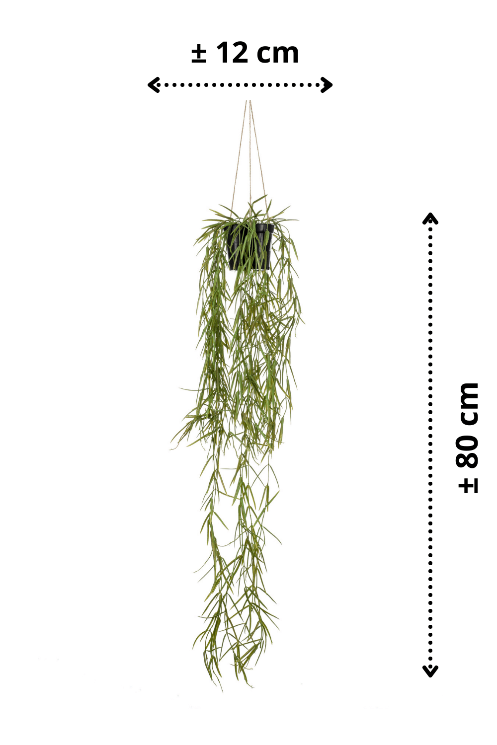 afmetingen Kunst Hangplant Hoya 80cm