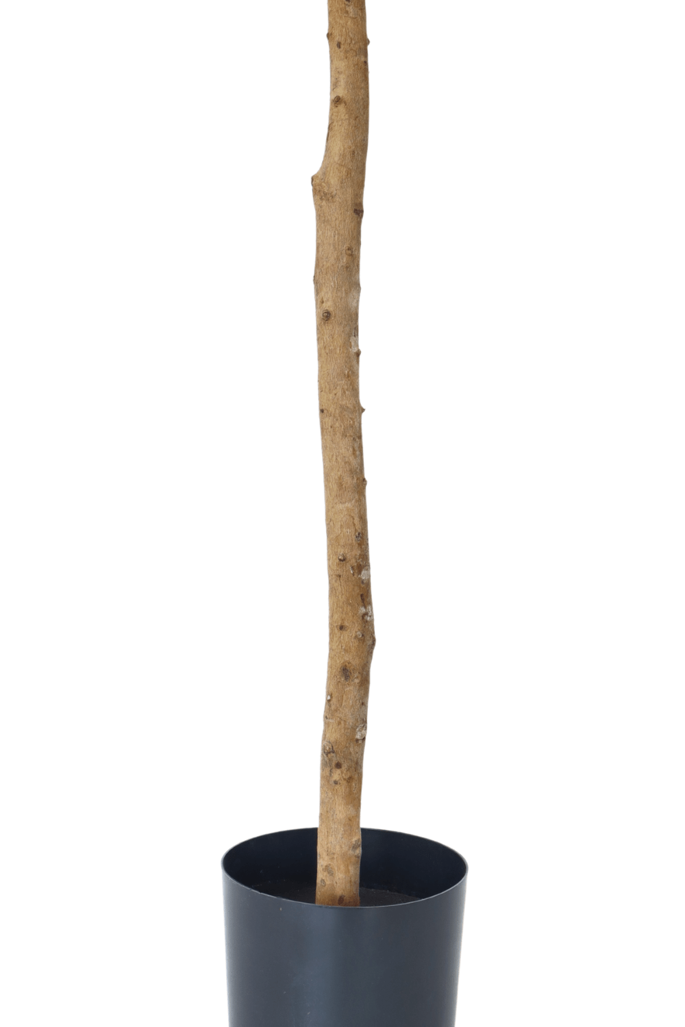 stam Kunst Olijfboom 130cm