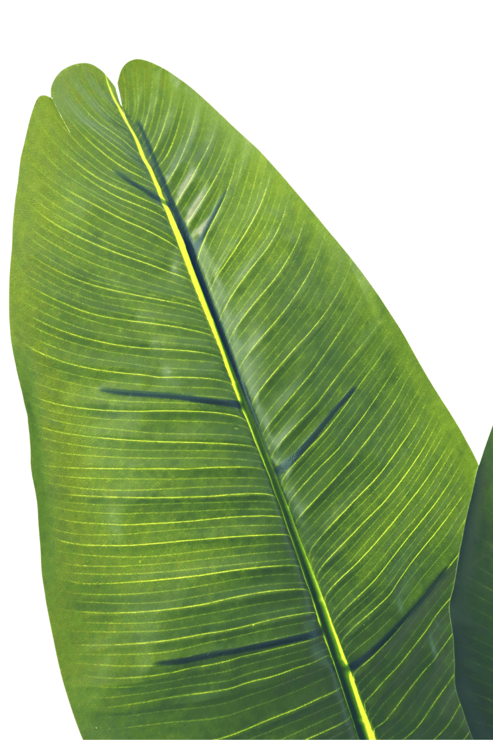 blad Kunst Bananenplant Serie A 120cm