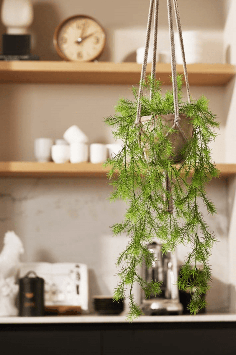 sfeerbeeld Asparagus Sprengeri kunst hangplant 75cm