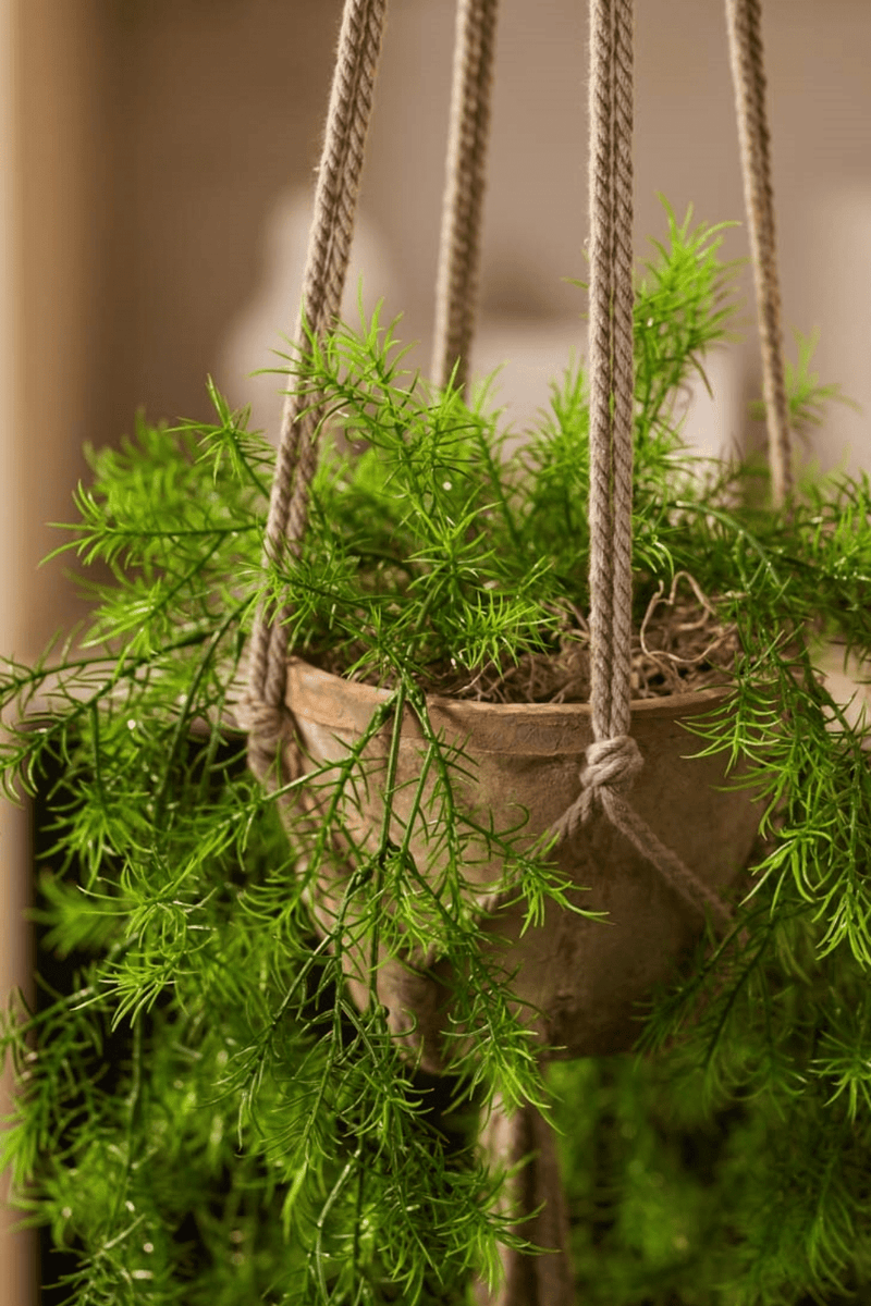 Asparagus Sprengeri Kunst Hangplant in stenen pot 75cm
