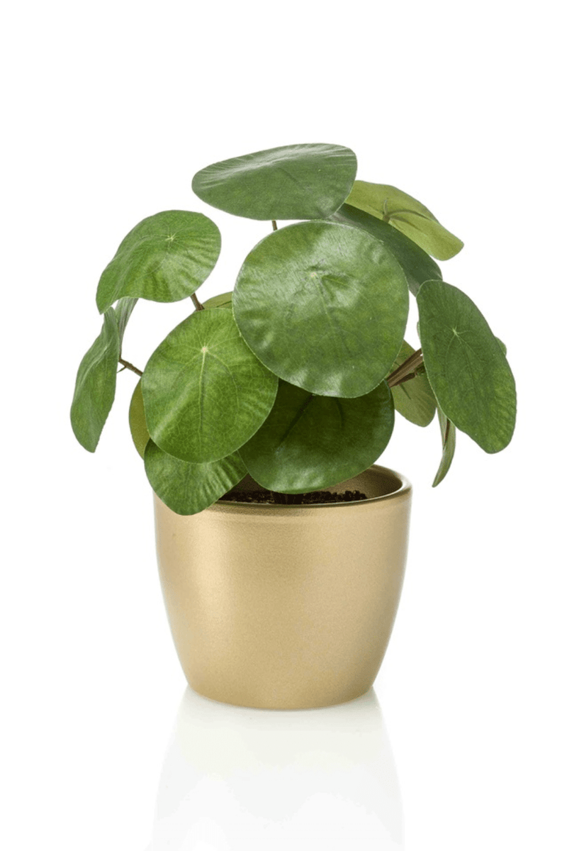 Kunst Pannekoekenplant in Gouden Pot 22cm