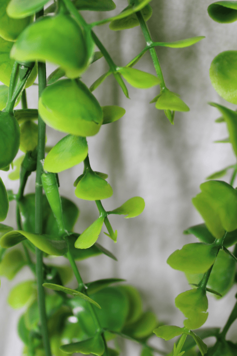 bladeren Eucalyptus Kunst Hangplant 65cm