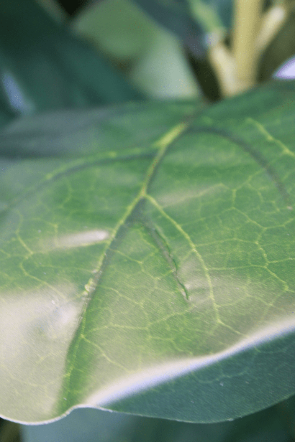 blad Ficus Kunstplant 120cm