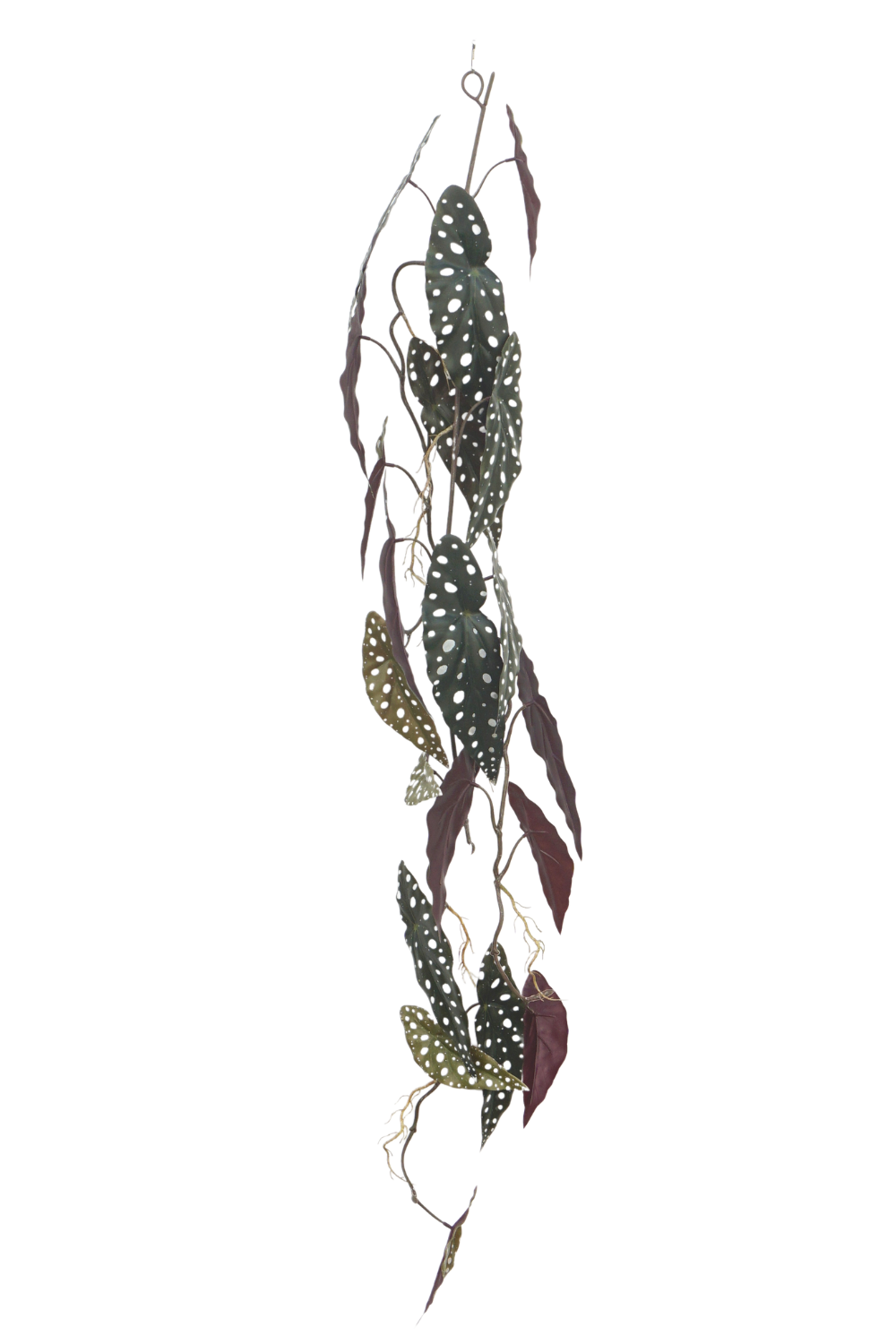Begonia Maculata Kunstslinger 120cm