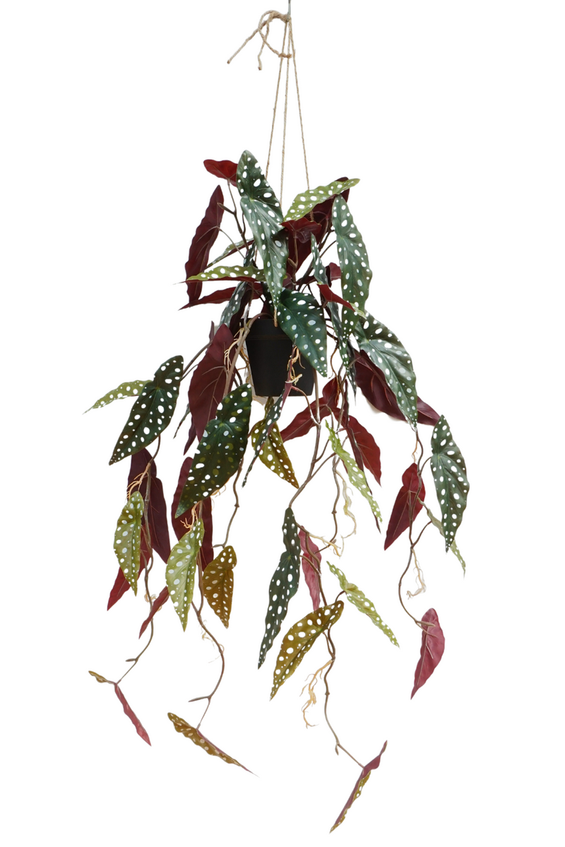 Begonia Maculata Kunst Hangplant 95cm