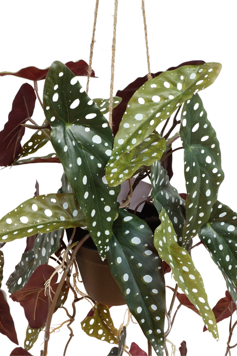details Begonia Maculata Kunst Hangplant 95cm