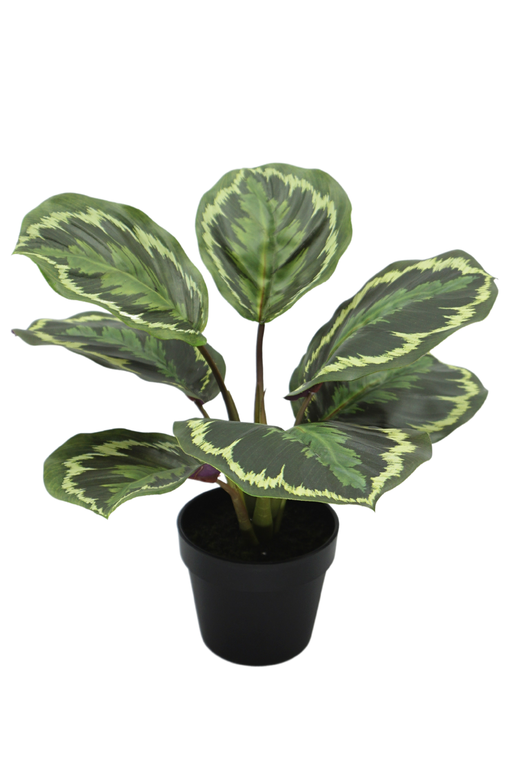 Calathea Kunstplant 25cm