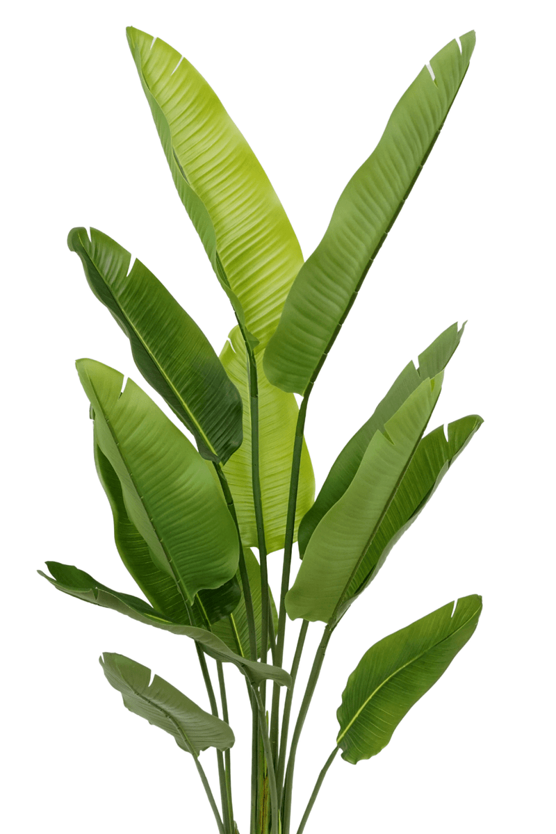 bladeren Strelitzia Kunstplant 2 160cm