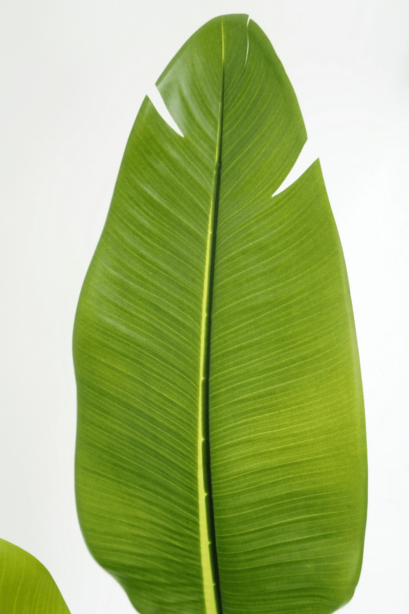 blad Strelitzia Kunstplant 2 180cm