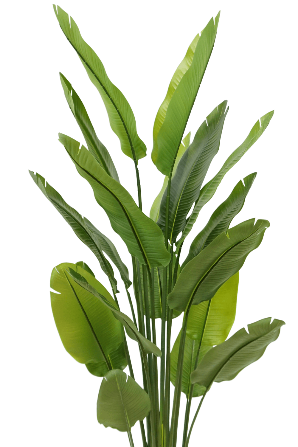 bladeren Strelitzia Kunstplant 2 180cm