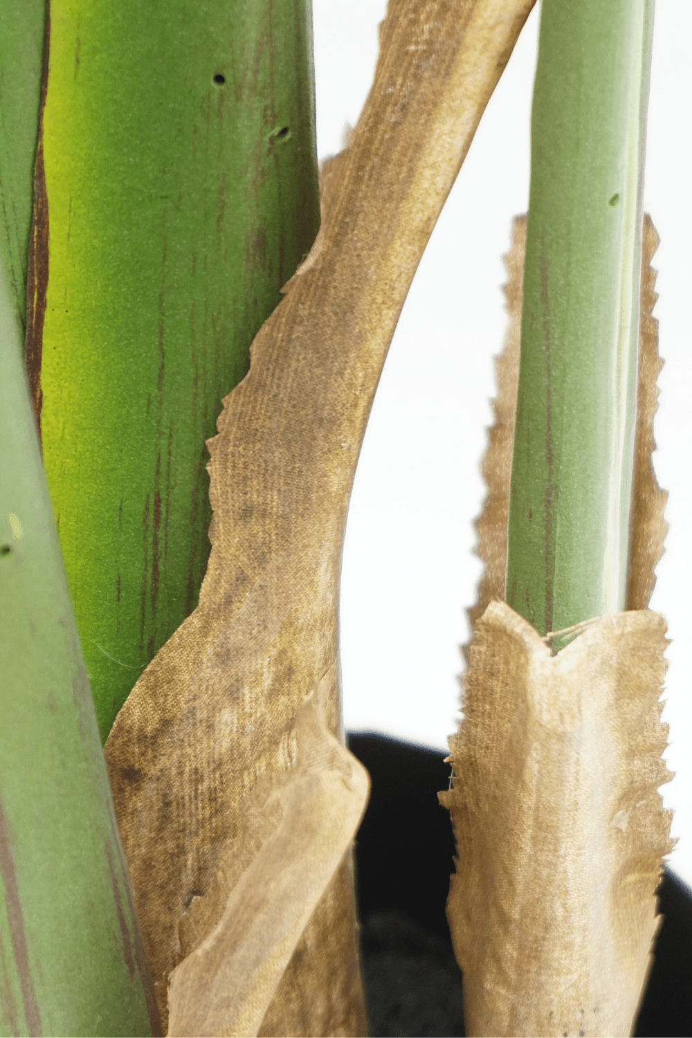 details onderkant Strelitzia Kunstplant 2 180cm