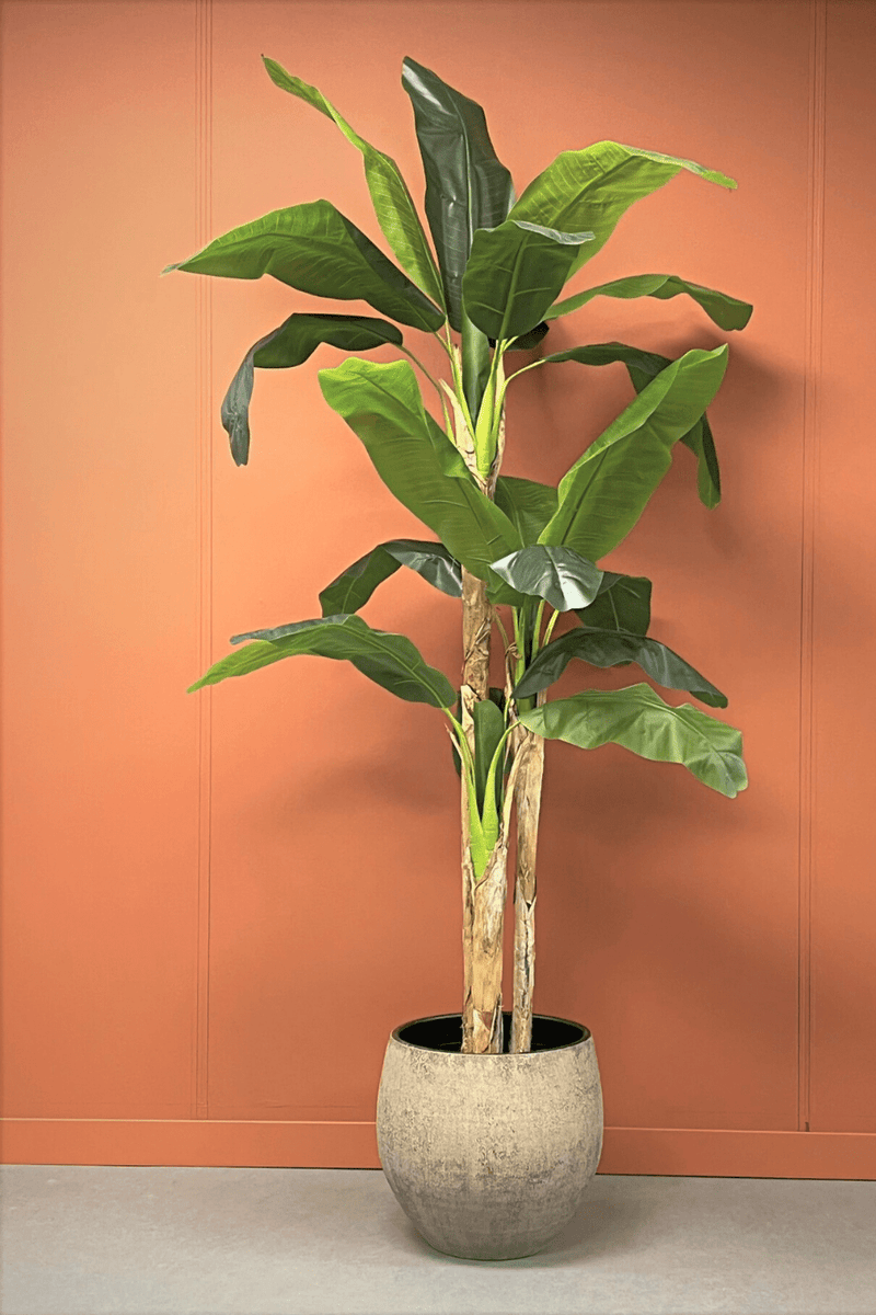 sfeerbeeld Kunst Bananenplant Serie B 210cm