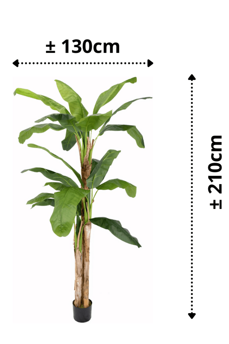 afmetingen Kunst Bananenplant Serie B 210cm