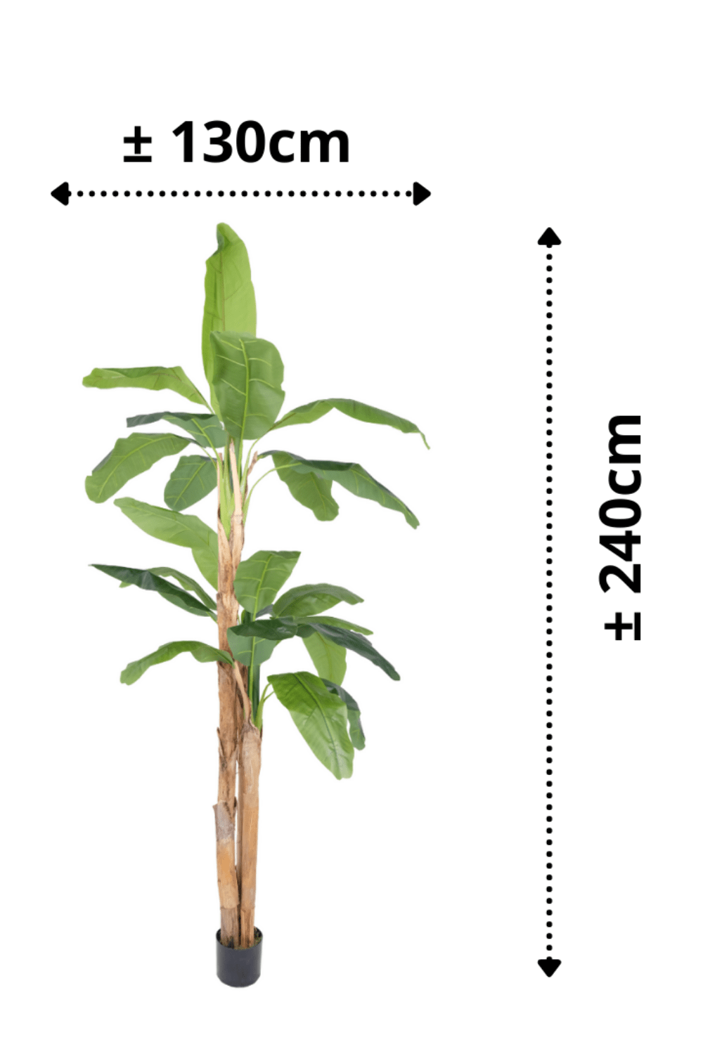 afmetingen Kunst Bananenplant Serie B 240cm