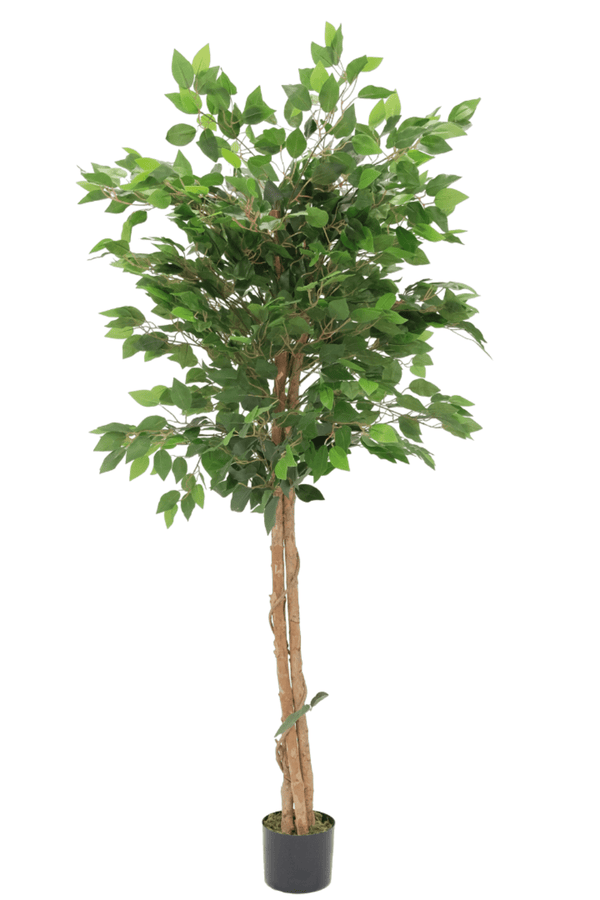 Kunst Ficus 150cm