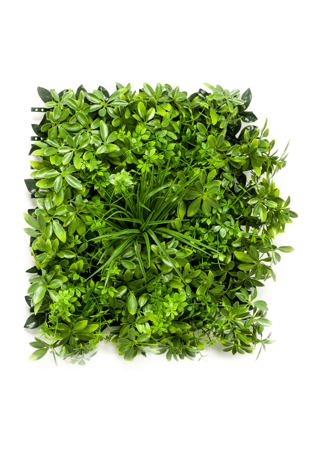 Kunsthaag Schefflera Mix 50x50cm UV