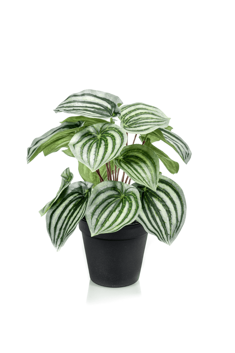 Peperomia Kunstplant 25cm