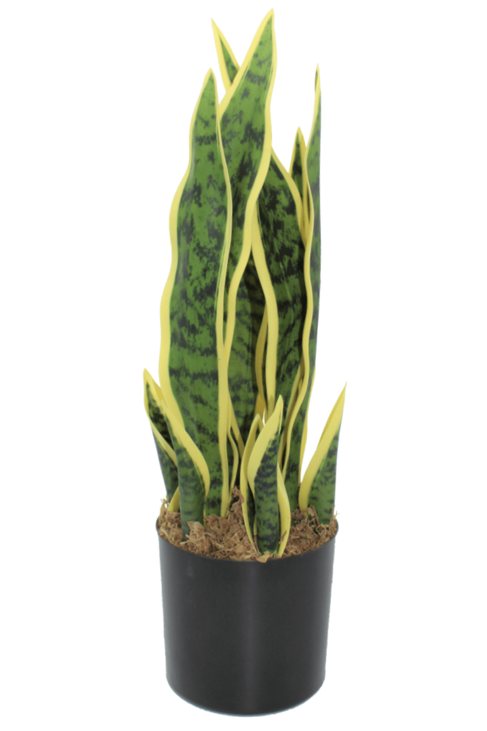 Sansevieria Kunstplant 50cm