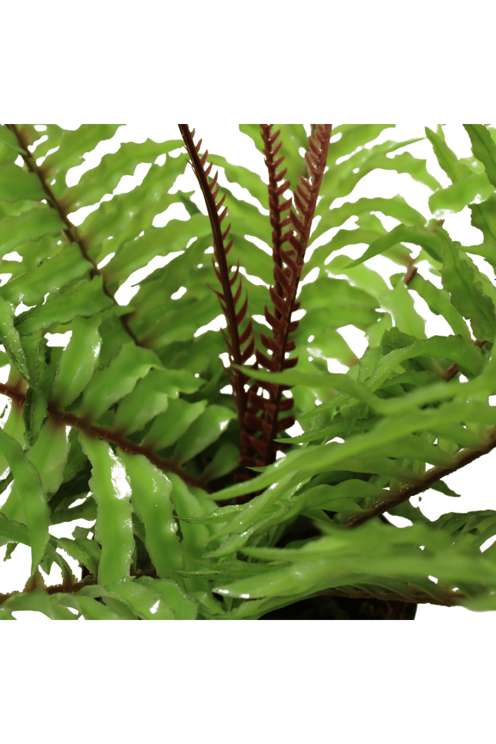bladeren Varen Kunstplant 30cm