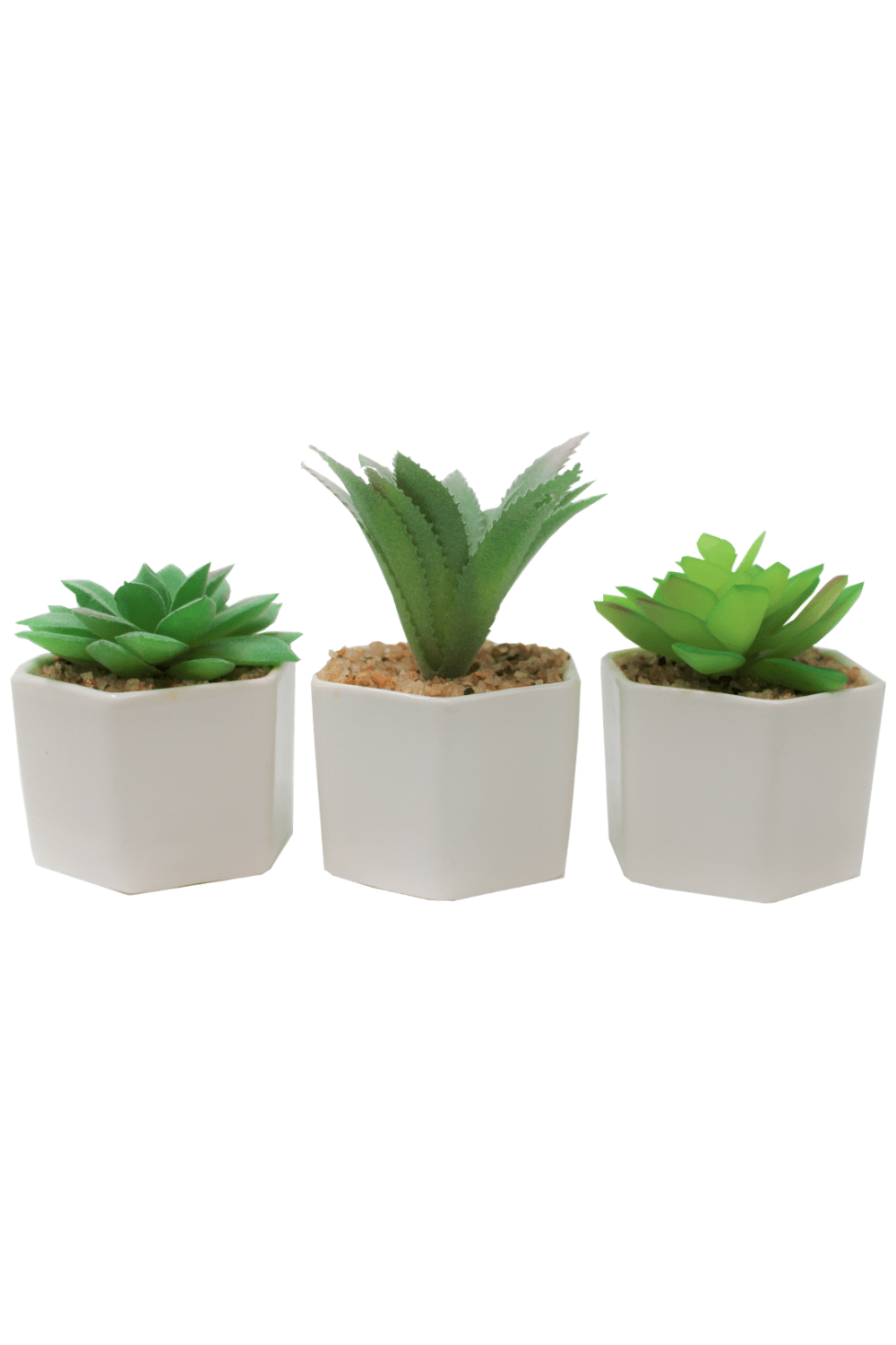 Vetplant Succulent Assorti A