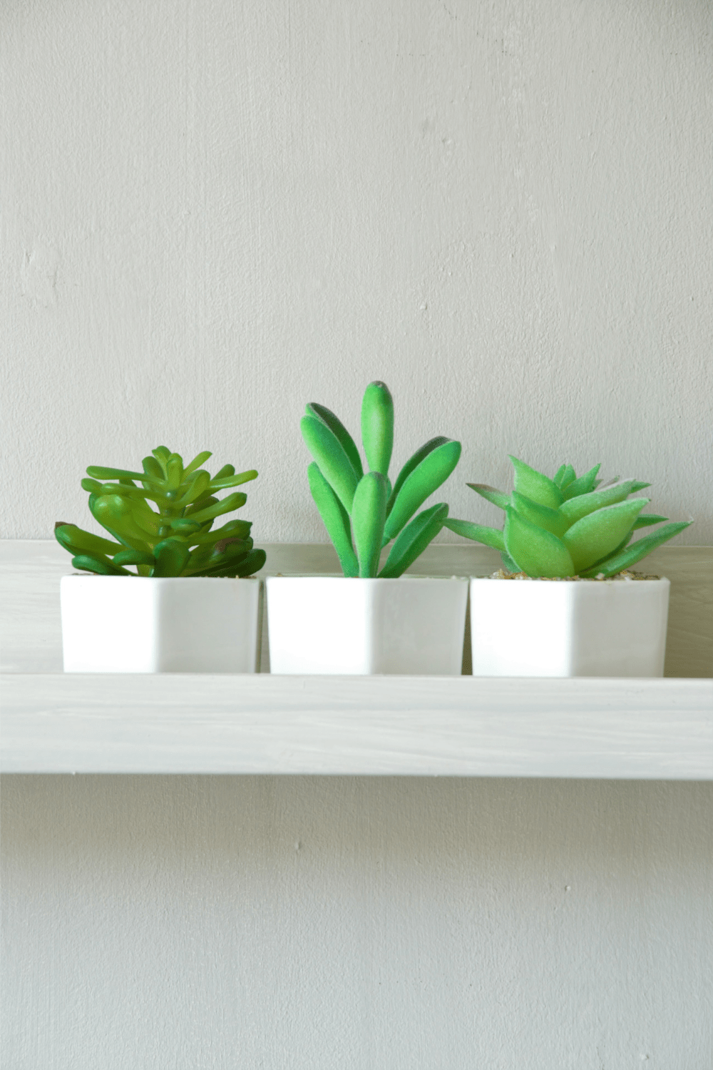 sfeerbeeld Vetplant Succulent Assorti C