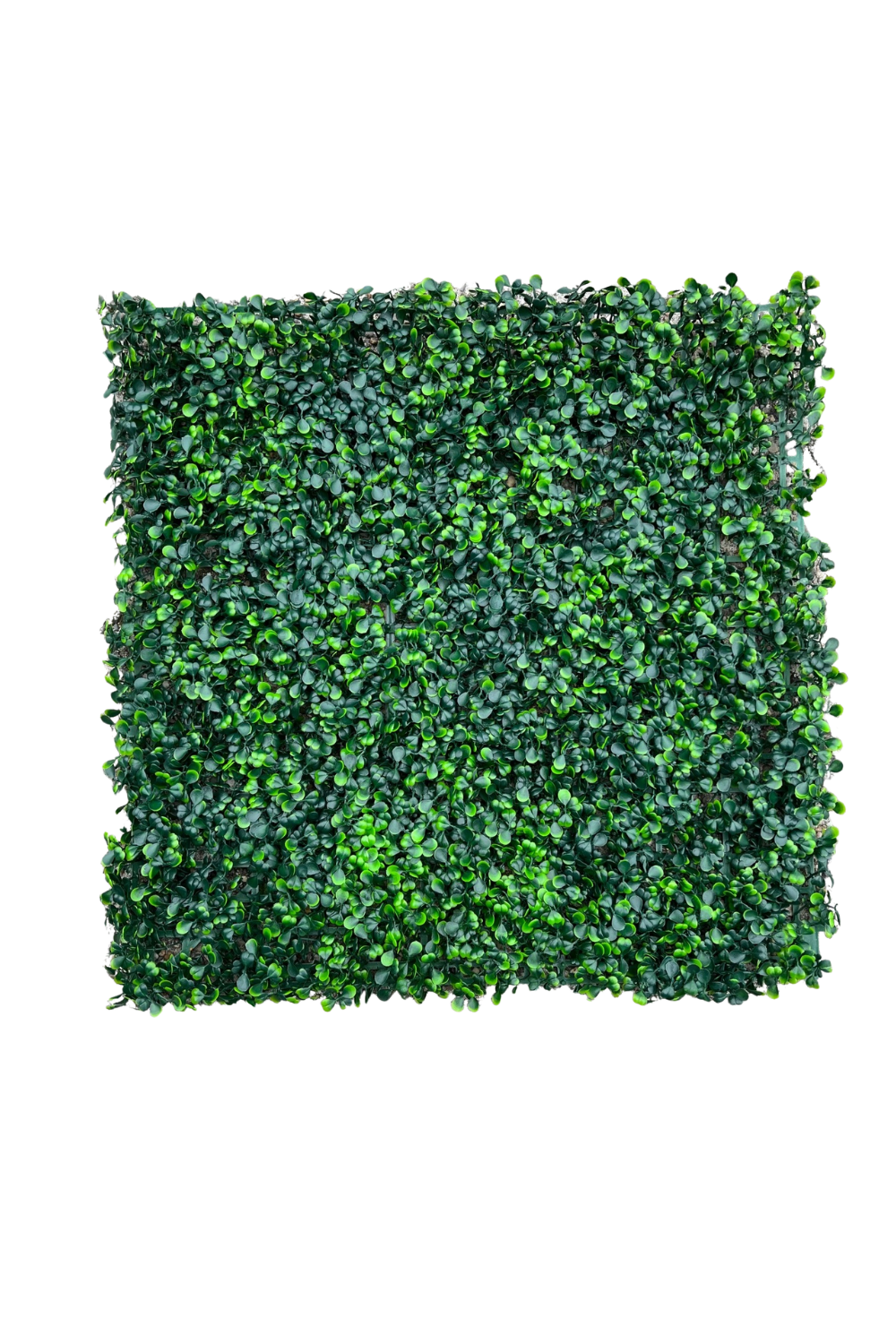 Kunsthaag Buxus 50x50cm UV