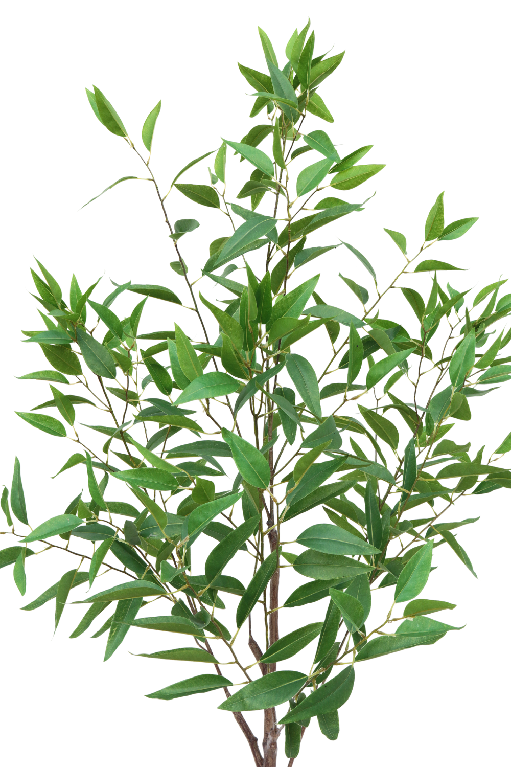 bladeren Eucalyptus Kunstplant 175cm