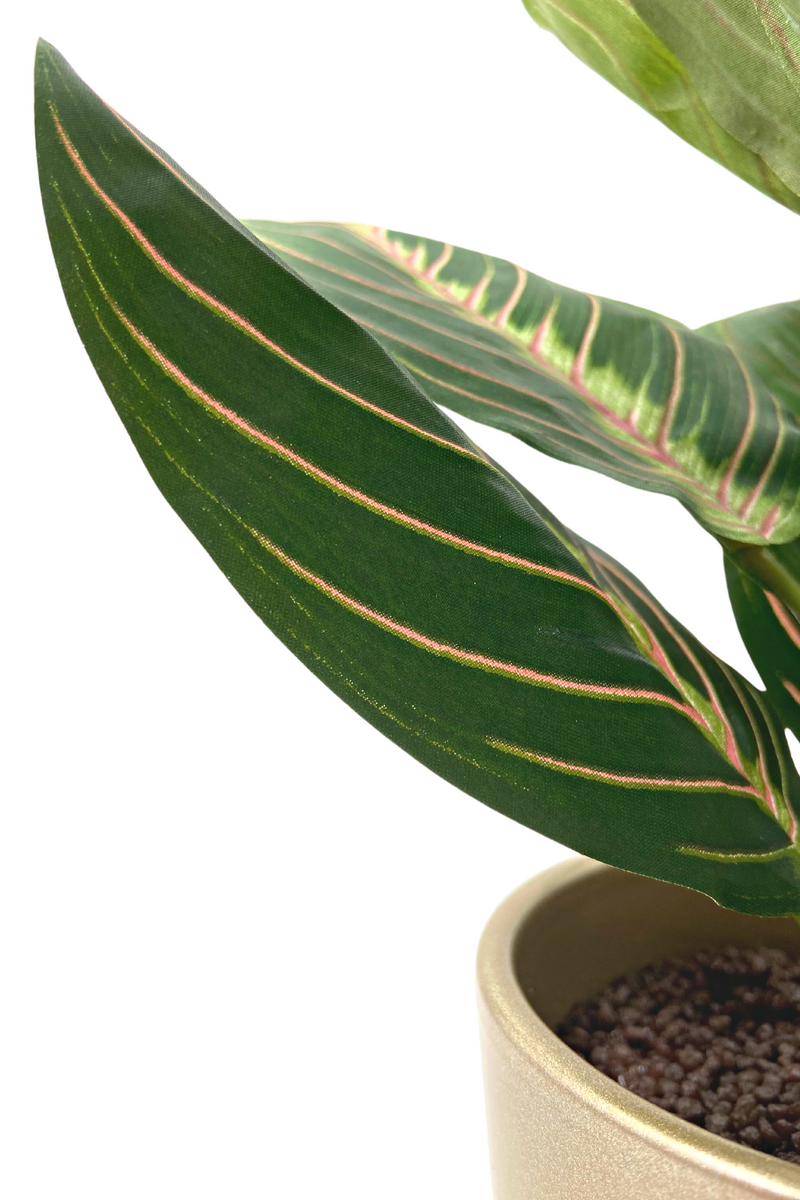 Kunst Maranta Bush 30cm