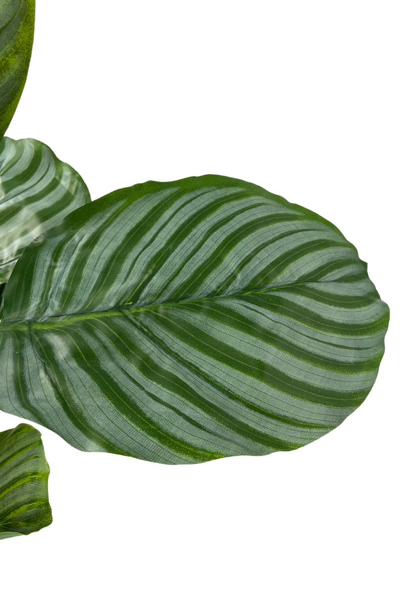 Calathea Kunstplant 60cm