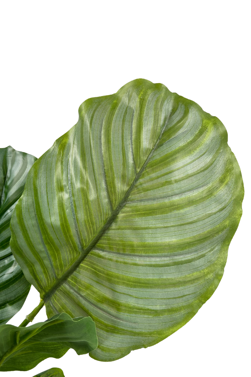 Calathea Kunstplant 60cm