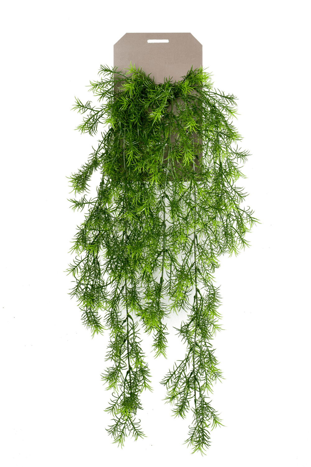 Asparagus sprengerikunst hangplant 75cm op steker
