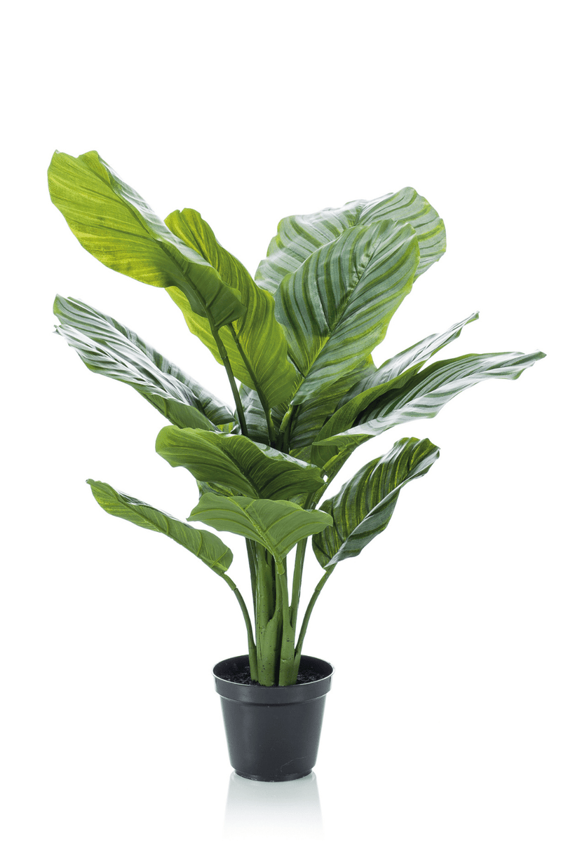 Calathea Kunstplant 60cm