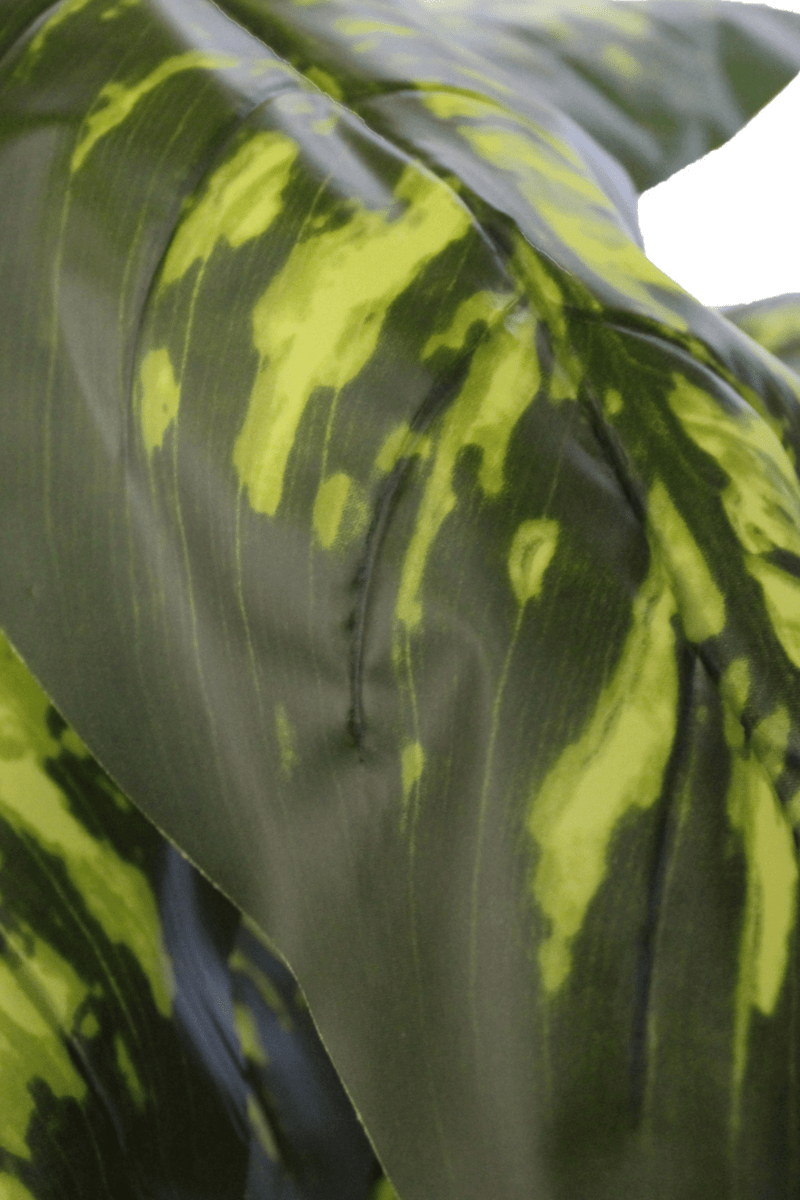 blad Dieffenbachia Kunstplant 100cm