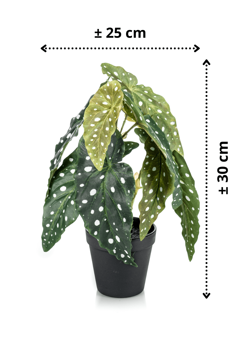 afmetingen Begonia Maculata Kunstplant 30cm