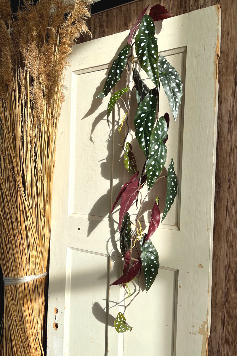 begonia maculata kunstslinger 120cm sfeerbeeld